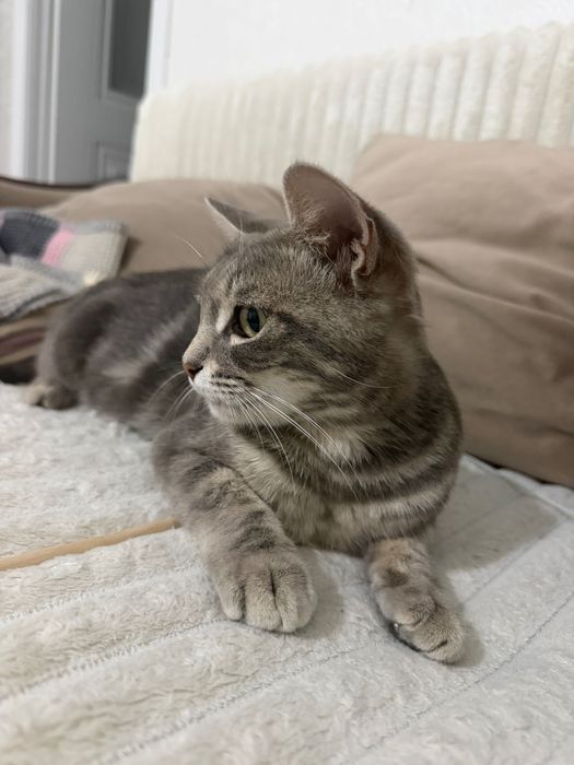 Кошка отдам в добрые руки