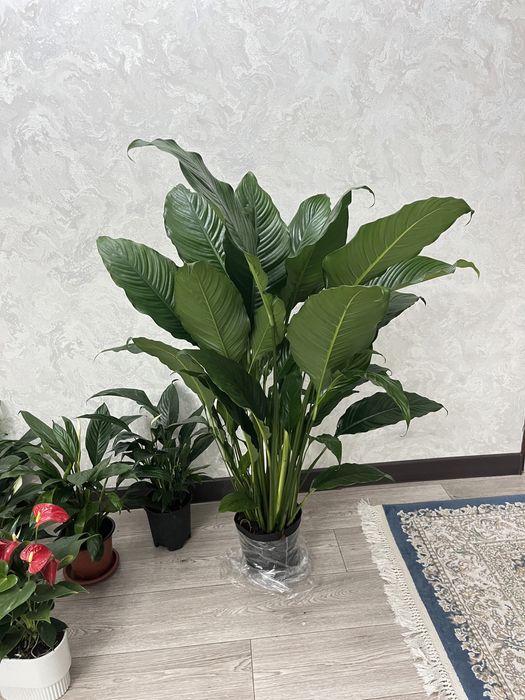 Цветы офисные комнатные