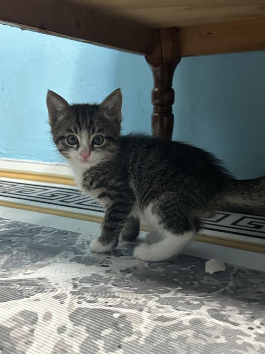 марғаулар сенімді қолға тапсырылады