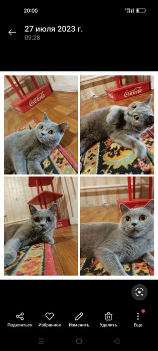 Британская кошка