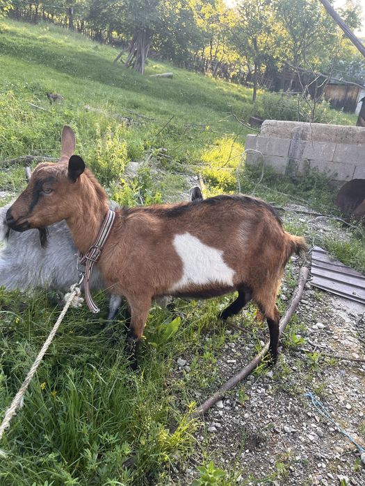 Capra alpina franceza