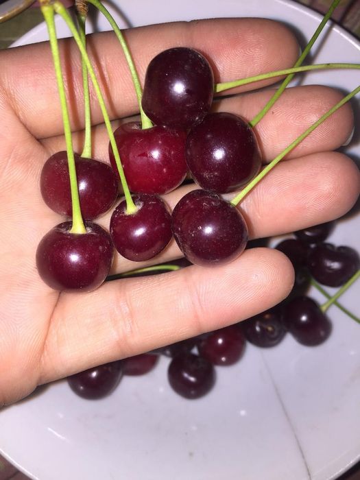 Вишня/Шие бар шелекпен