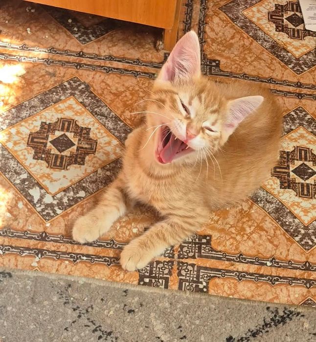 Подарявам котенце.