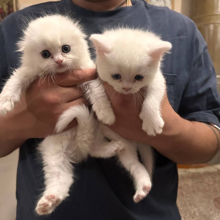 Вислоухие котята