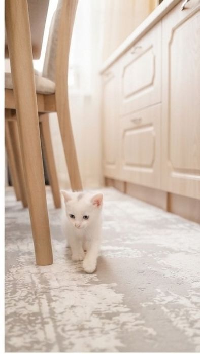 Кошечка ишет хозайина