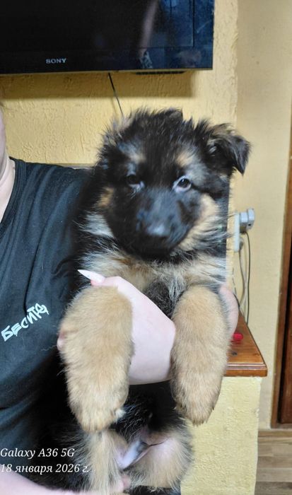 Щенки немецкой овчарки