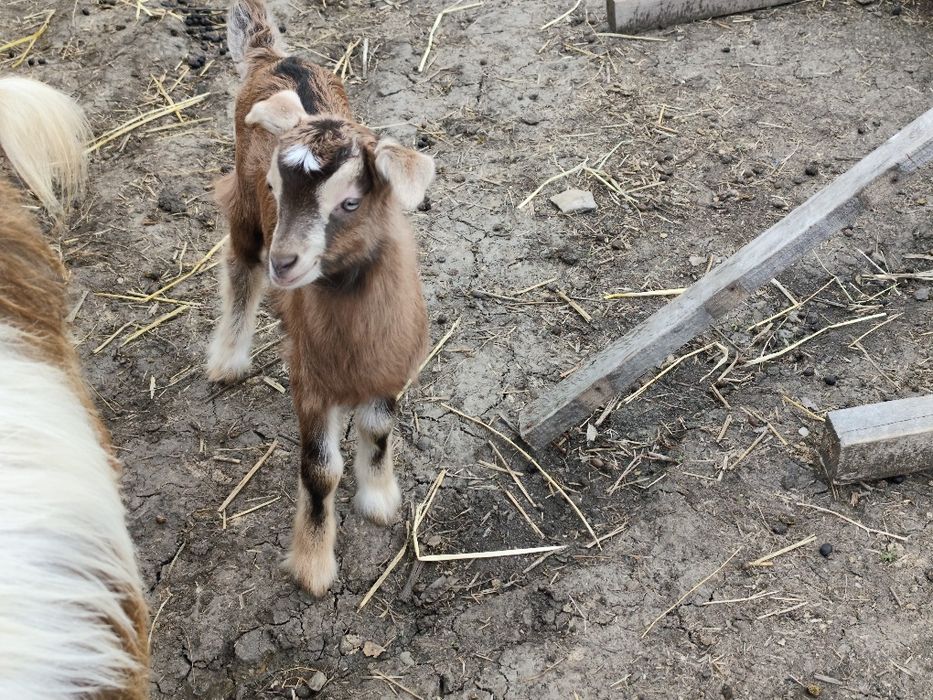 Vand capra cu ieduța