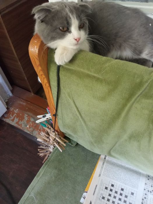 Котенок вислоухий пять месяцев