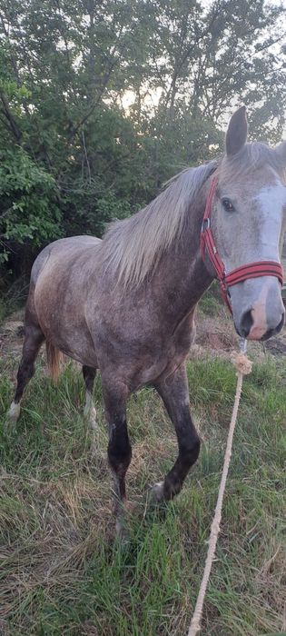 Vând cal  ,detalii la numărul din anunț