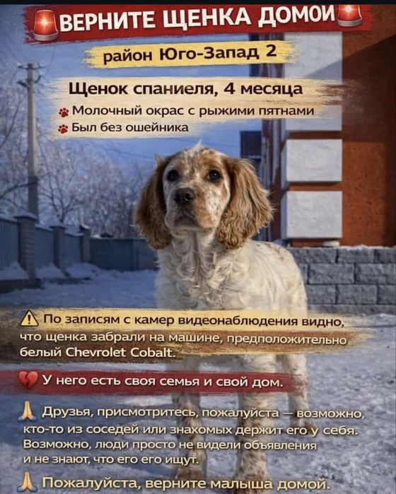 Потерялся щенок верните