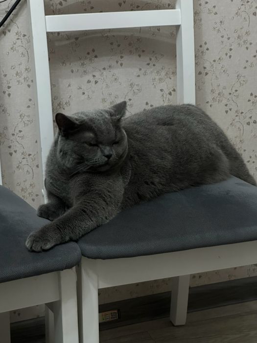 Отдам кота в добрые руки