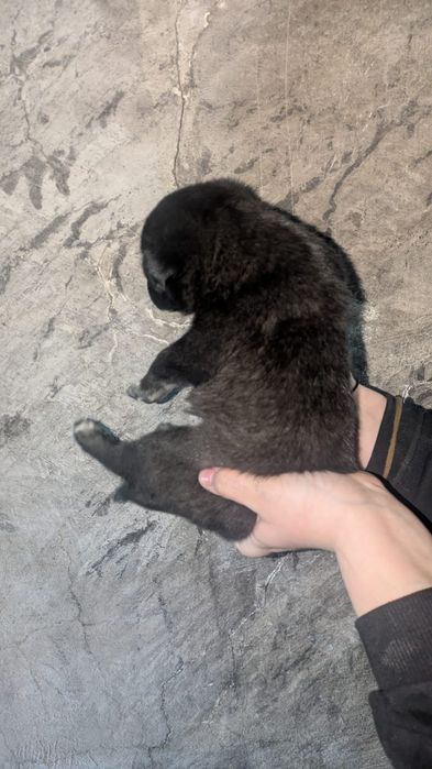 Щенки мальчики ищут дом