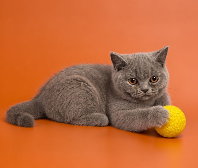 Motănel British Blue
