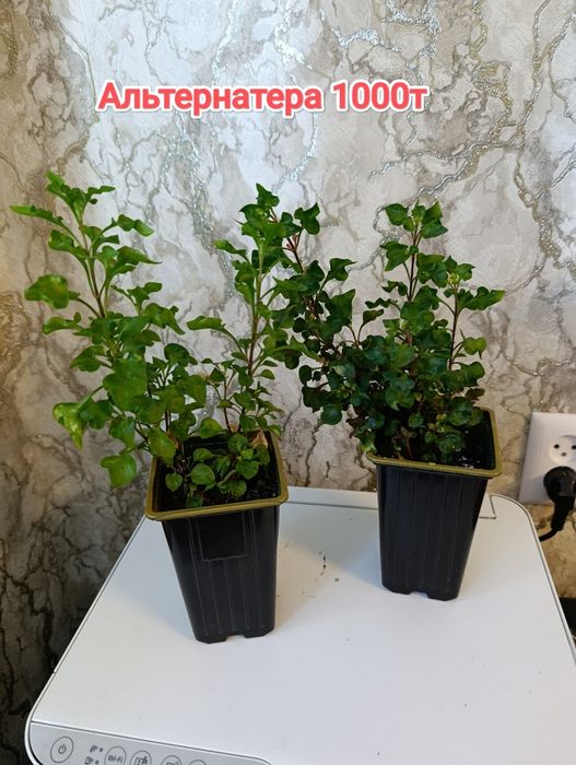 Комнатные растения кжби