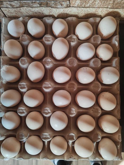 Oua .Puii.  Cocosi Pitice Bantam