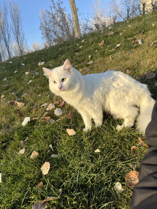 Отдам в хорошие руки Кот