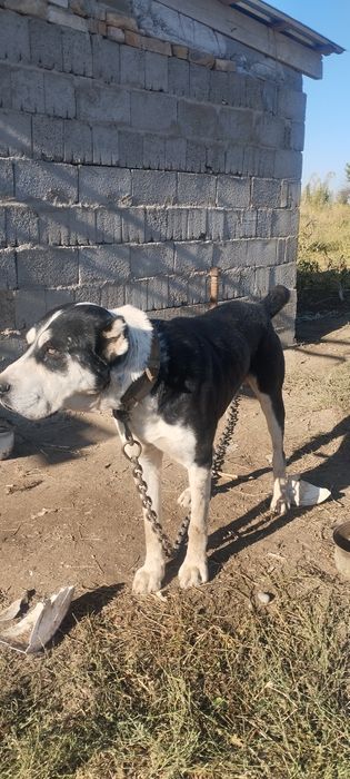 Алабай еркек 2,5 год