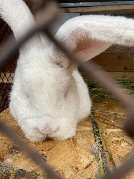 Кролики калифорния