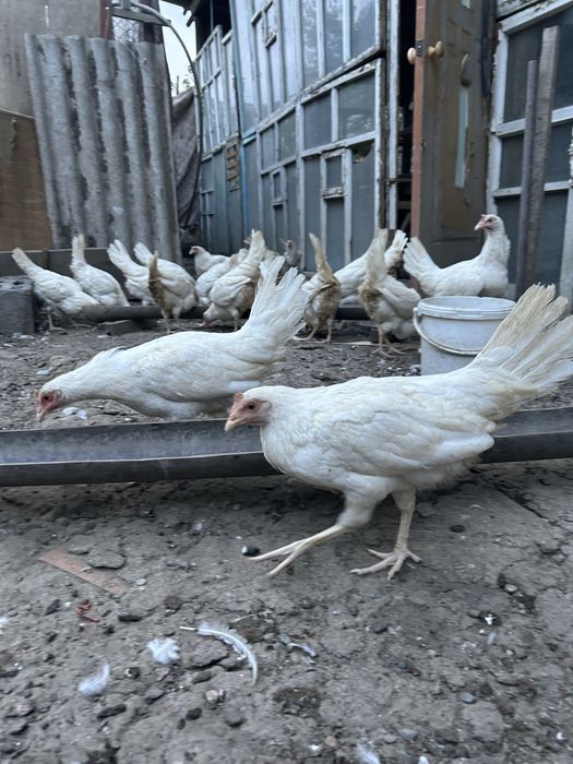 Продам кур несушек