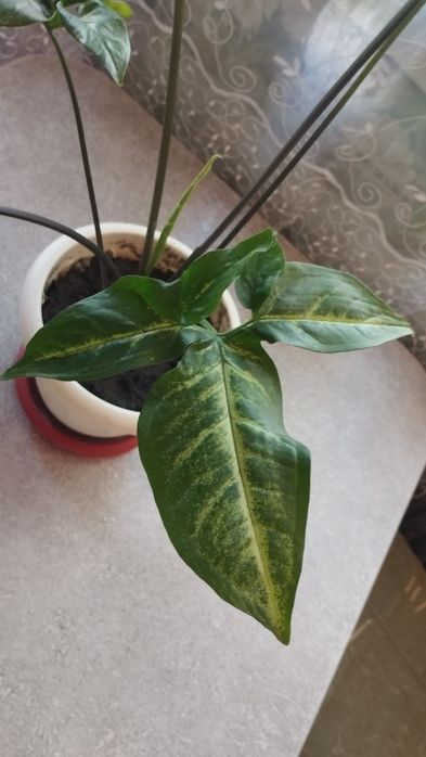 Сингониюм Вендланда очень редкий