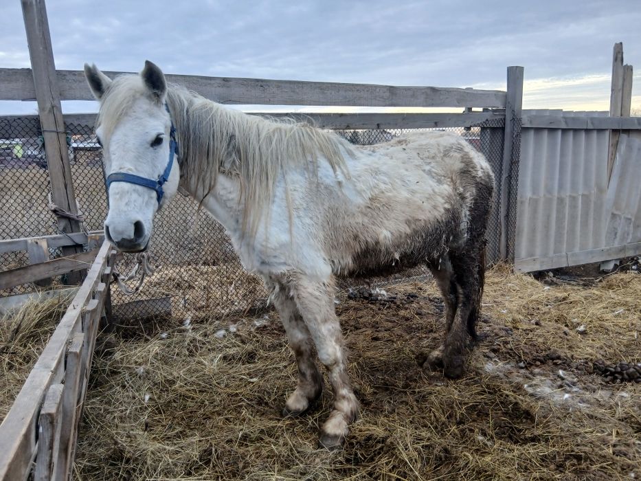 Бие ірі кобыла крупная.