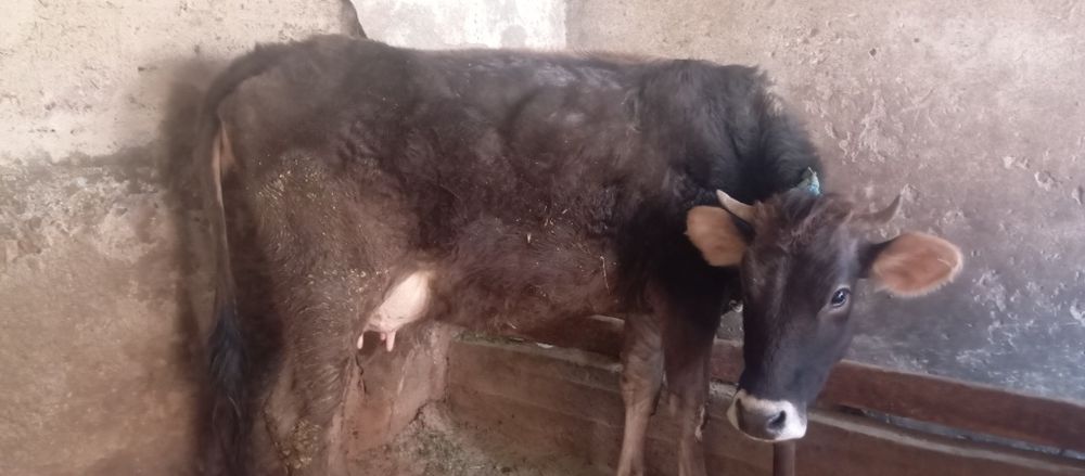 Продам первотёлку