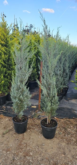 Leylandii- Spirale - Arizonica - Pon Pon - Prunus laucerasus Photinia