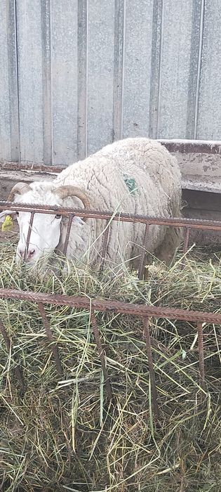 Продам Баран молодые матки жирные