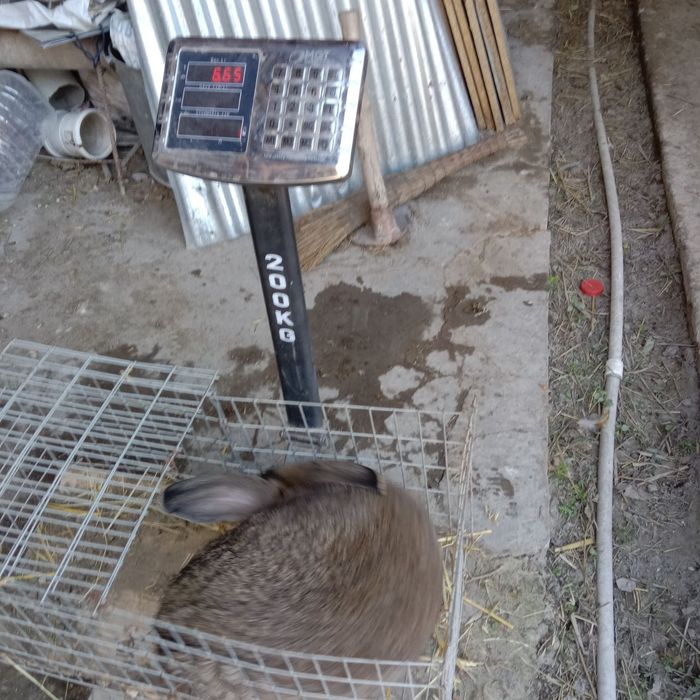 Подаются кролики