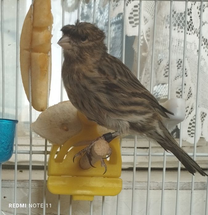 Канарейка   6. 7. Ойлила. Сотилади. Красная дерева