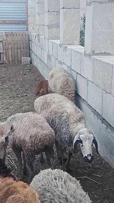 Продам козы и бараны