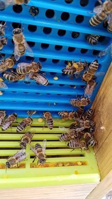 Vând Miere Salcam Poliflora Coriandru Mana  Rapita