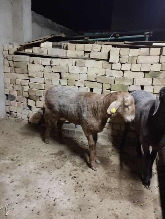 Қошқар семіз, 3 ай бидай жеген