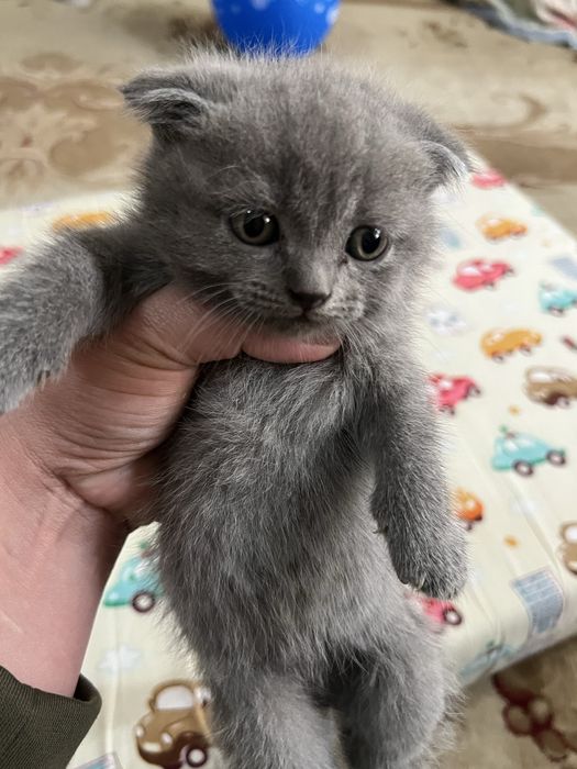 Продам котята родились 7 марта