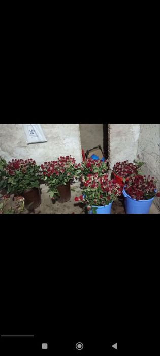 Сифатлик Атиргул кучатлари сотилади