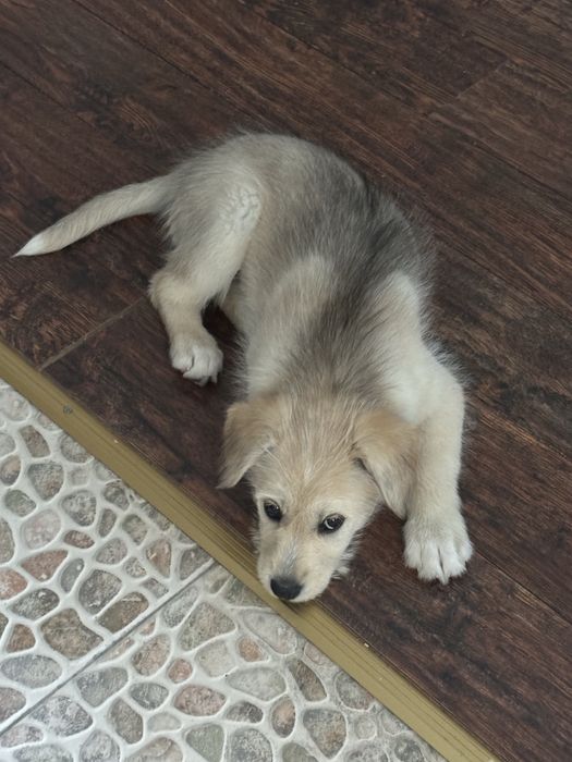 Щенок Бонни в добрые руки