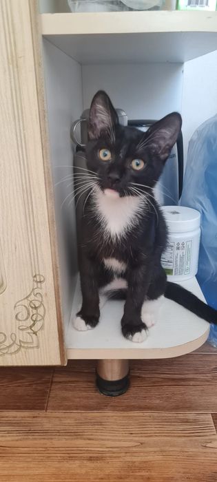 Отдается котенок в добрые руки