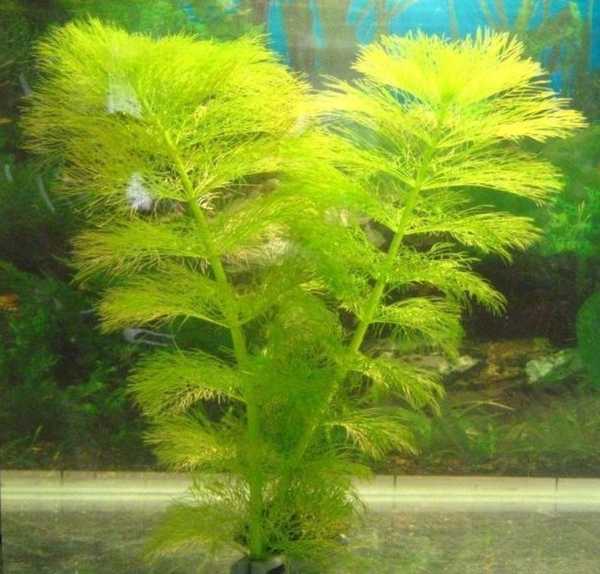 Научное название живородки растения фото Научное название живородки растения фото