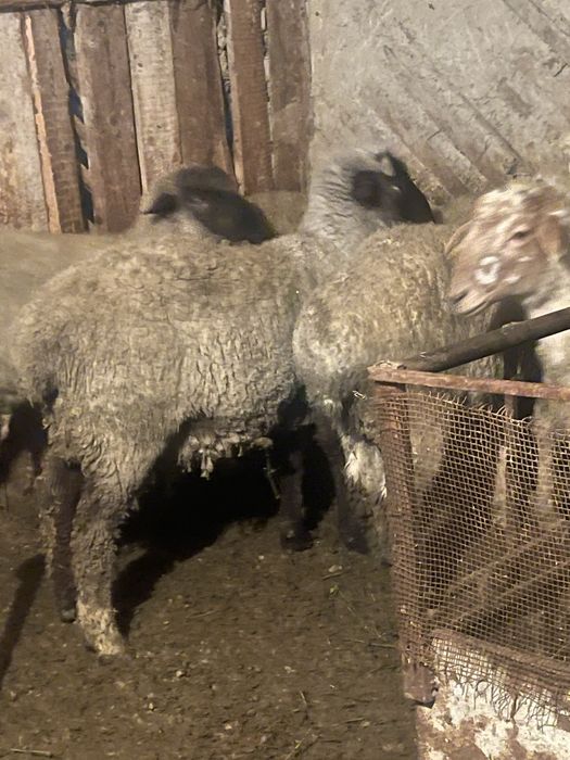 Токты бараны кой