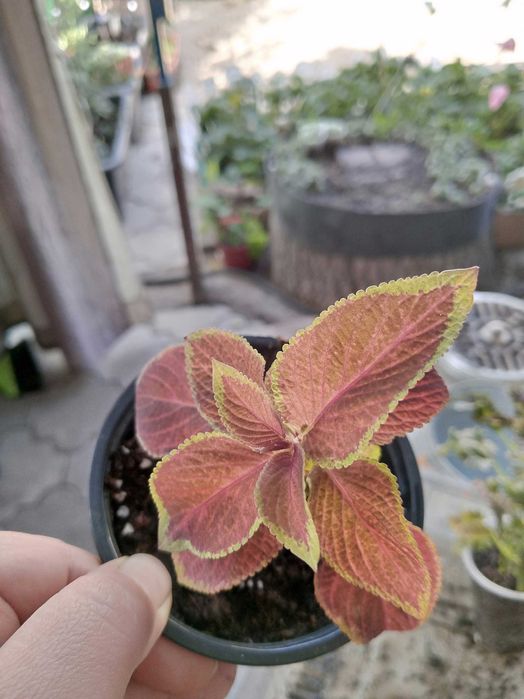 Колеусы разных видов