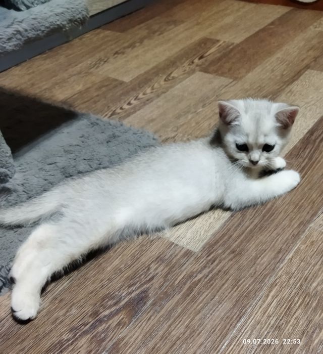 Продаются котята серебряная шиншилла