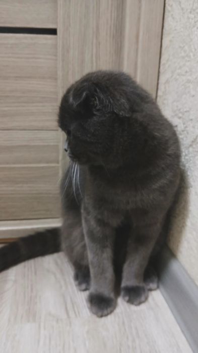 вязка кота, не продается