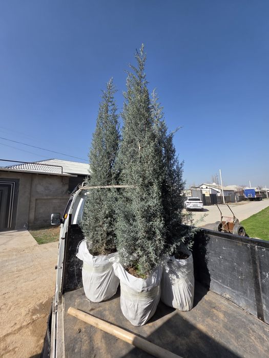 Kiparis Arizonskiy Italiya