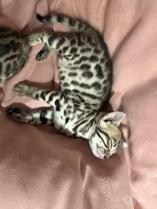 Бенгальские котята, бенгалы, кошки, пародистые, мушук