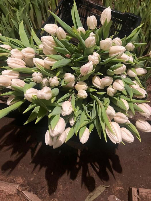 Тюльпаны Оптом и в розницу