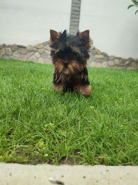 Йоркширски териер-йорки