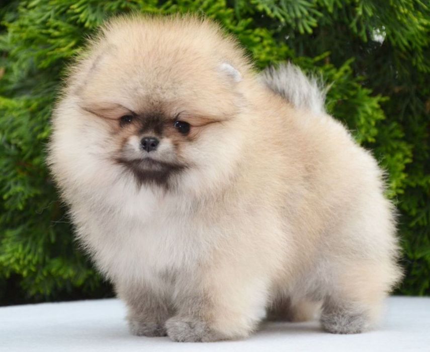 Fetita pomeranian mini/toy!