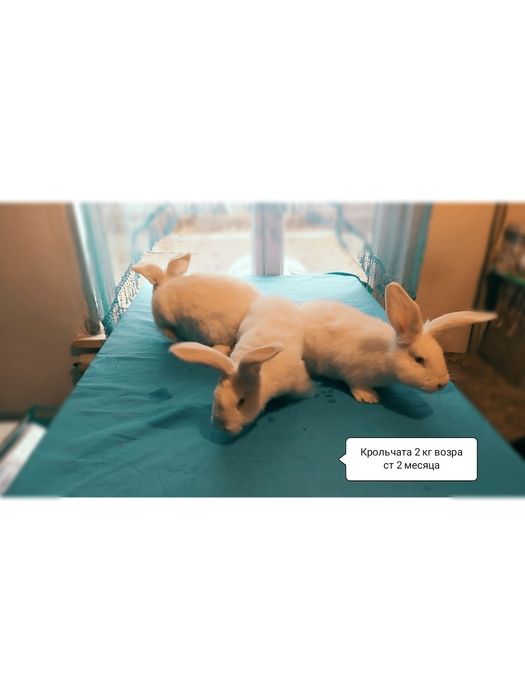 Продам крольчат, порода Фландер