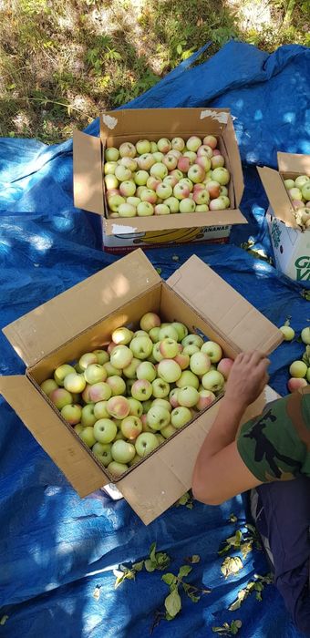 Яблочный сад, частная собственность