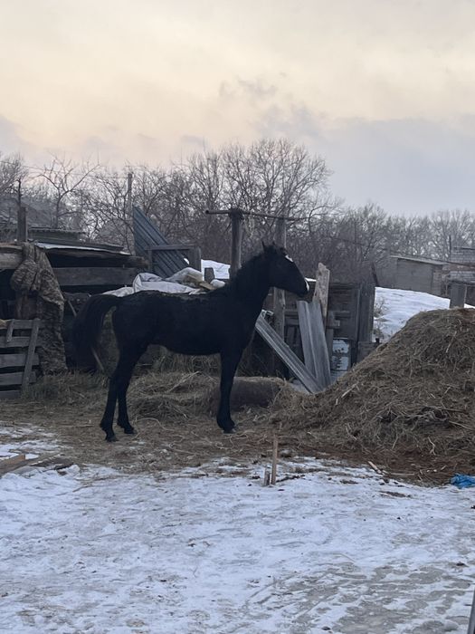 Тай сатамын или обменге сойғанға